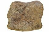 Hadrosaur (Edmontosaurus) Phalanx - Wyoming #227768-3